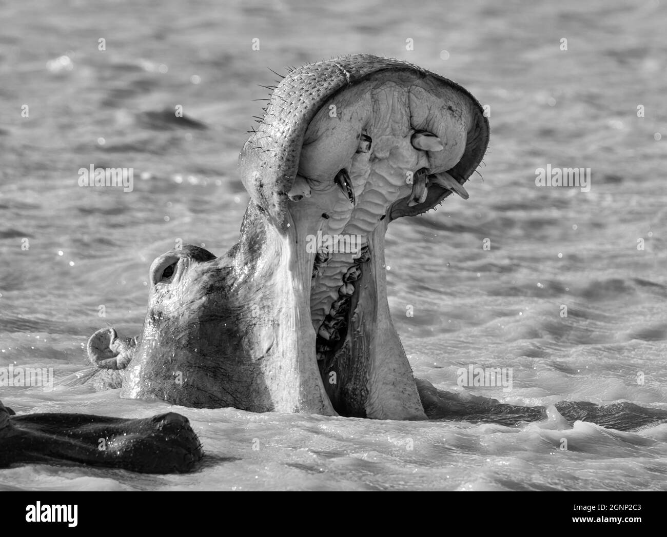 A Hippo 'yawning' in a river in Southern Africa Stock Photo Alamy