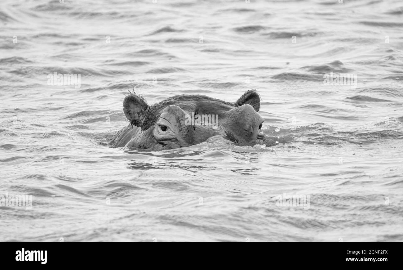 Hippo