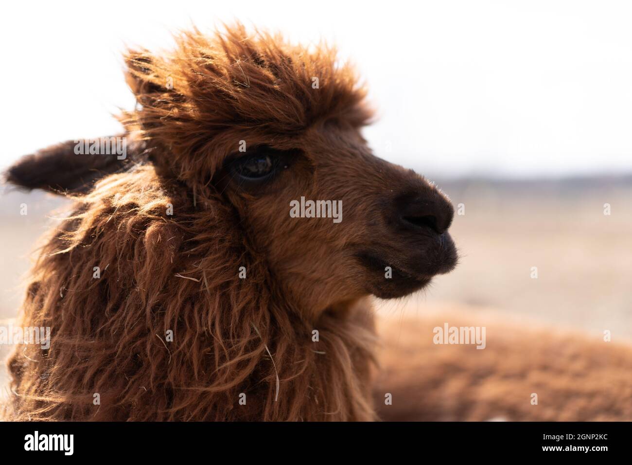 Alpaca outside hi-res stock photography and images - Page 16 - Alamy