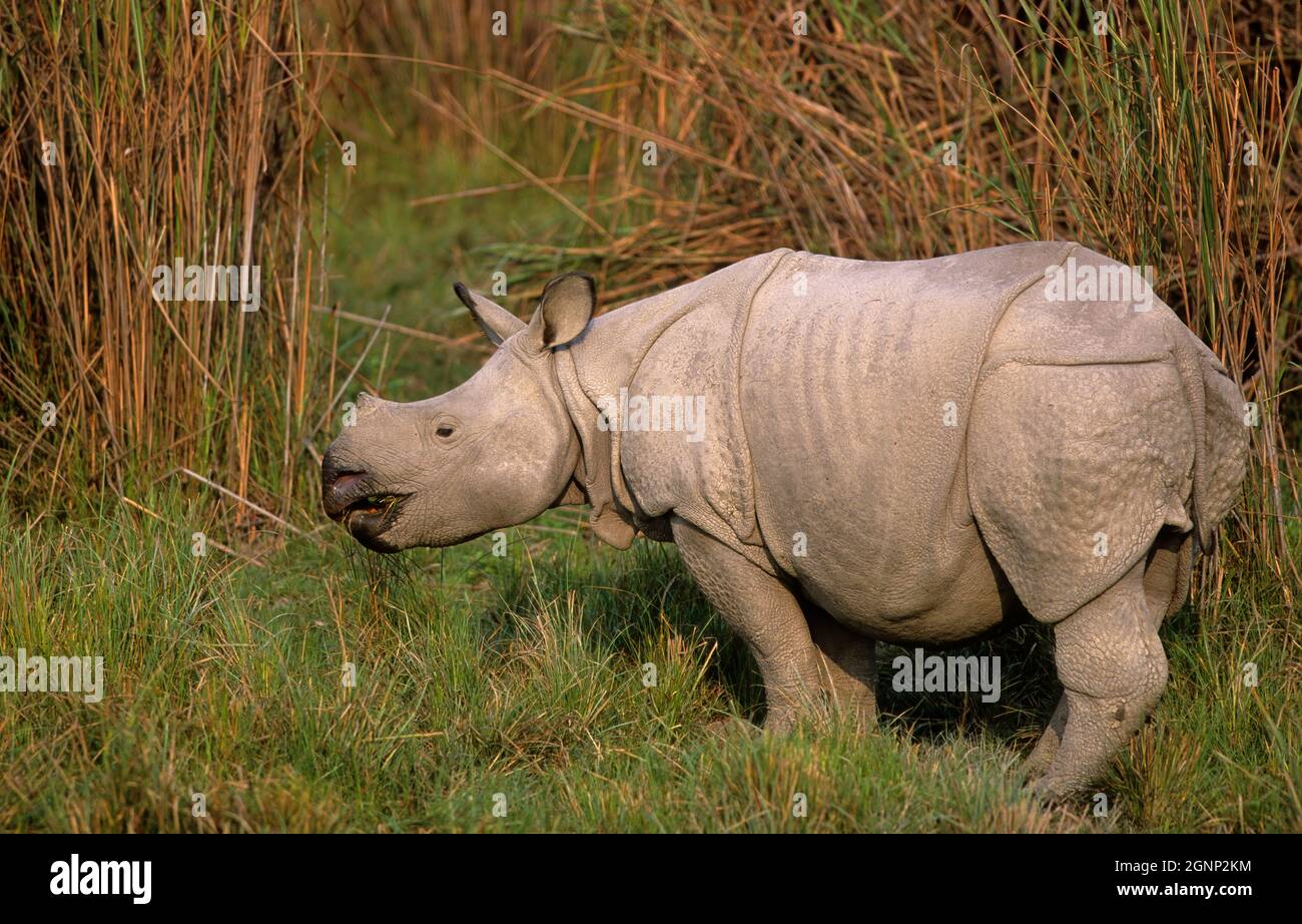 Indian onehorned rhino (Rhinoceros unicornis), Kaziranga national park, Assam, India Stock