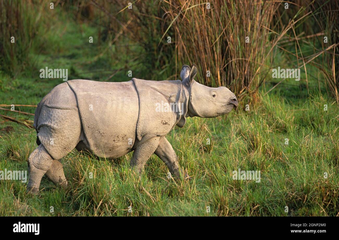 Indian onehorned rhino (Rhinoceros unicornis), Kaziranga national park