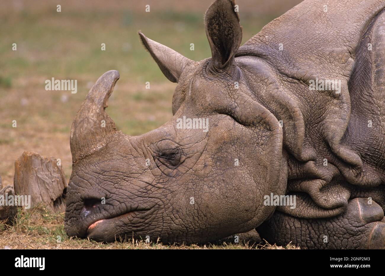 Indian onehorned rhino (Rhinoceros unicornis), Delhi Zoo, India Stock Photo