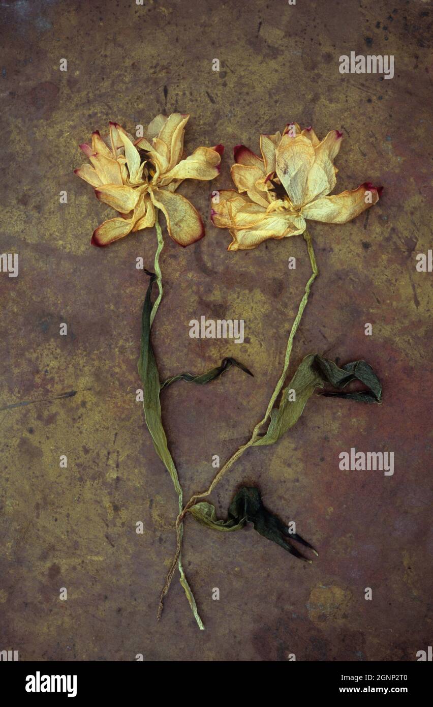 Two dried tulips with yellow petals and red tips lying with their stems on tarnished brass Stock Photo