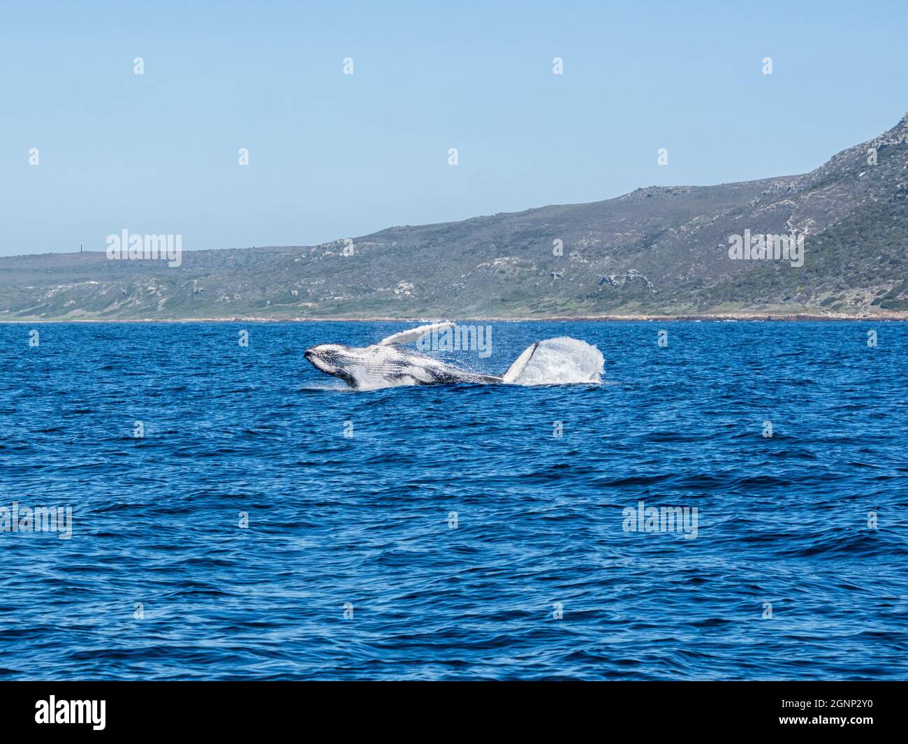 Whale south africa splash hi-res stock photography and images - Alamy
