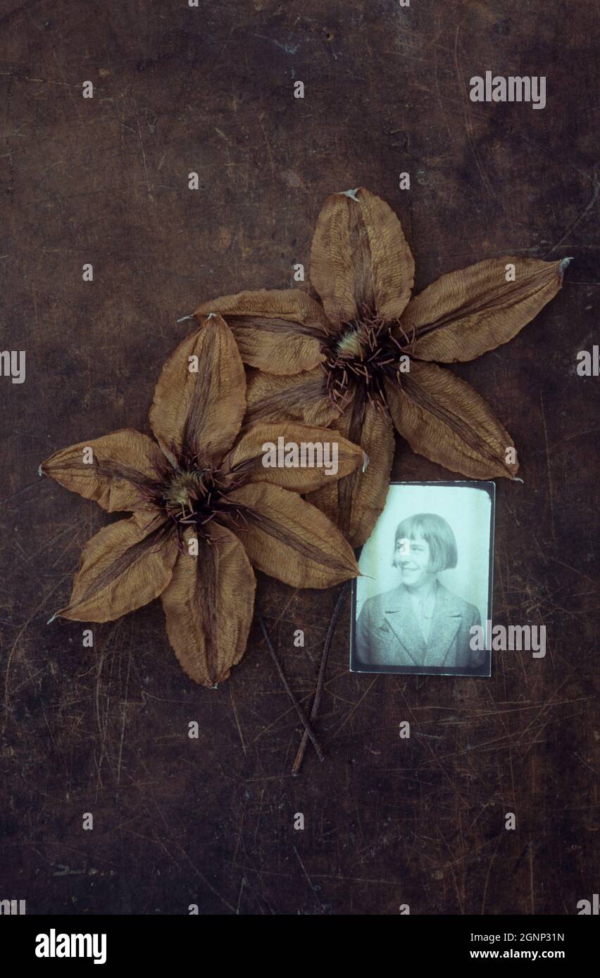 Two dried flowers of Clematis Hagley hybrid lying with their stalks on scuffed leather with photo of 1930s young woman Stock Photo