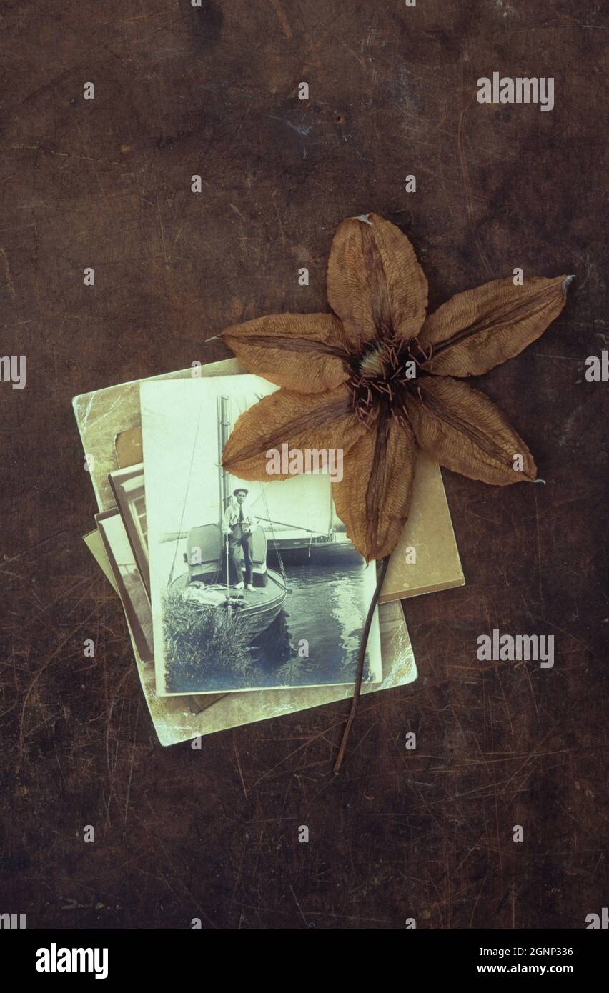 Dried flower of Clematis Hagley hybrid lying with its stalk on scuffed leather with photo of 1910s man on boat in Norfolk Broads UK Stock Photo