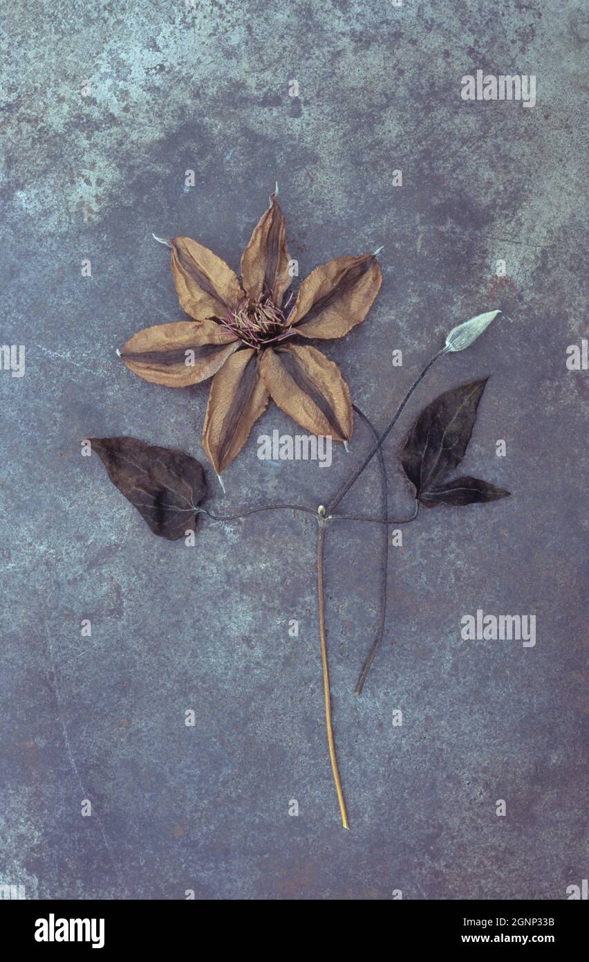 Dried flower of Clematis Hagley hybrid lying with its stalk on tarnished metal with stem of dried leaves with bud Stock Photo