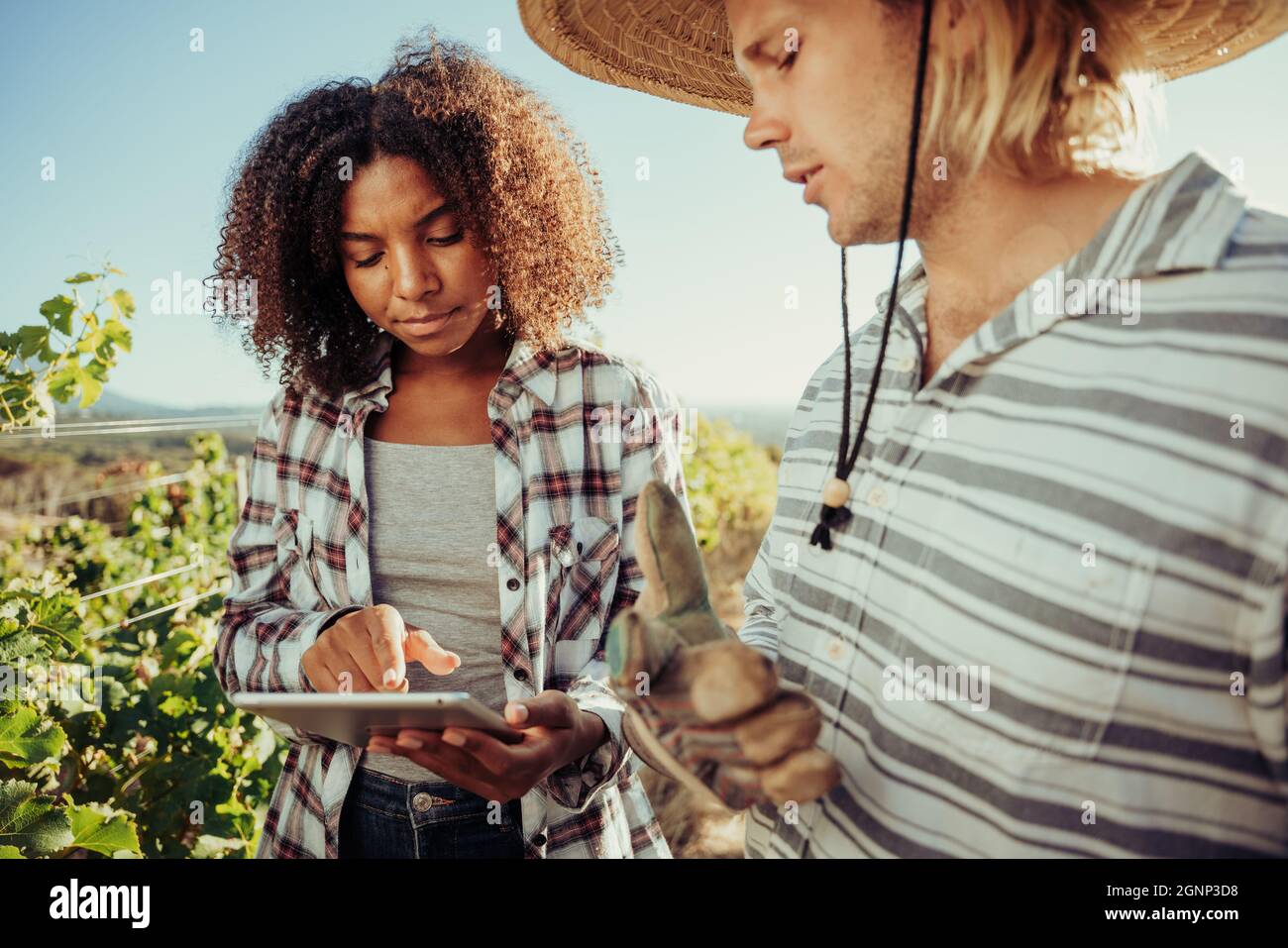 Male and female farmers working together in vineyards holding digital tablet researching for project Stock Photo