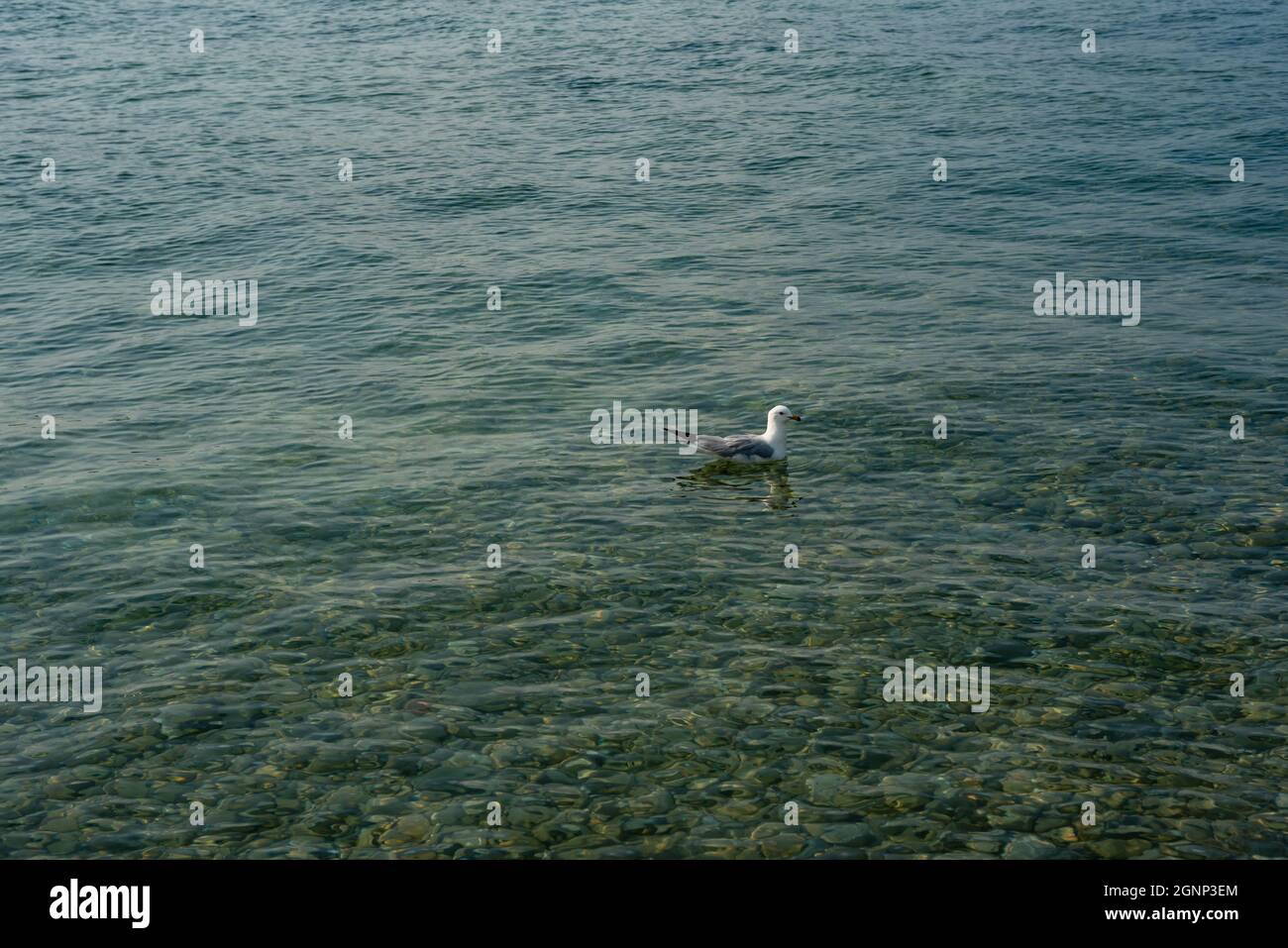 Seagull floating in the waters of the Straits of Mackinaw Stock Photo