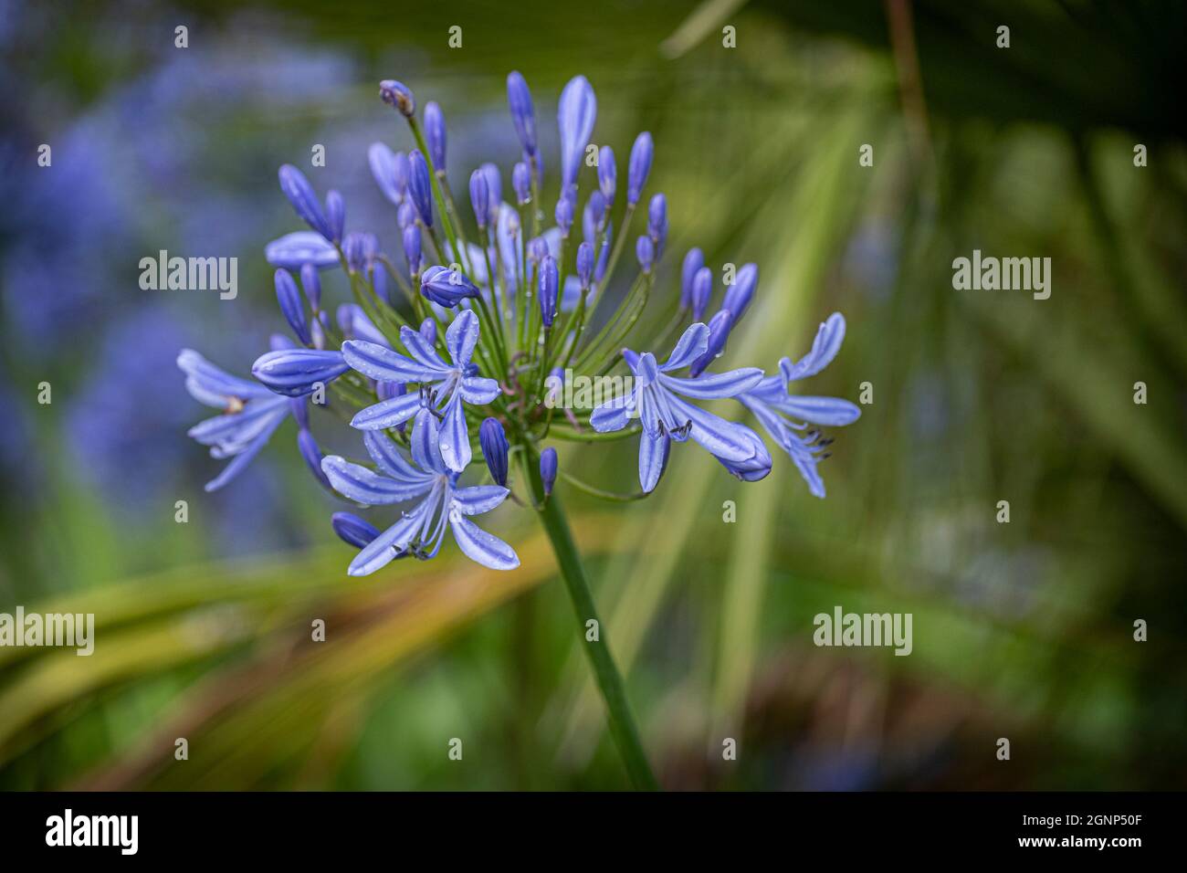 The fragile delicate flowers of the Agapanthus plant in a garden. Stock Photo