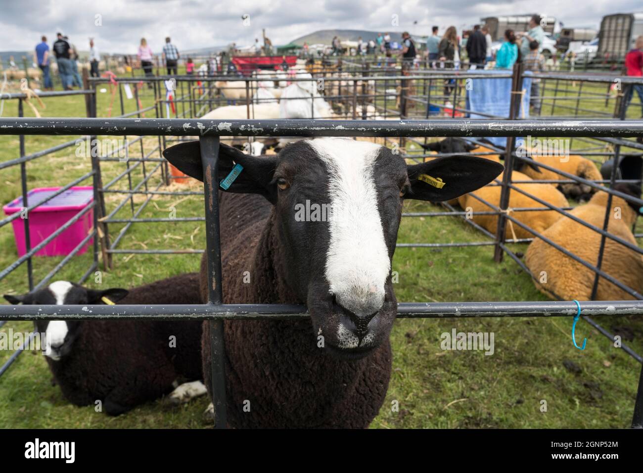 Balwen sheep in pen, Appleby show, Appleby-in-Westmorland, Cumbria Stock Photo
