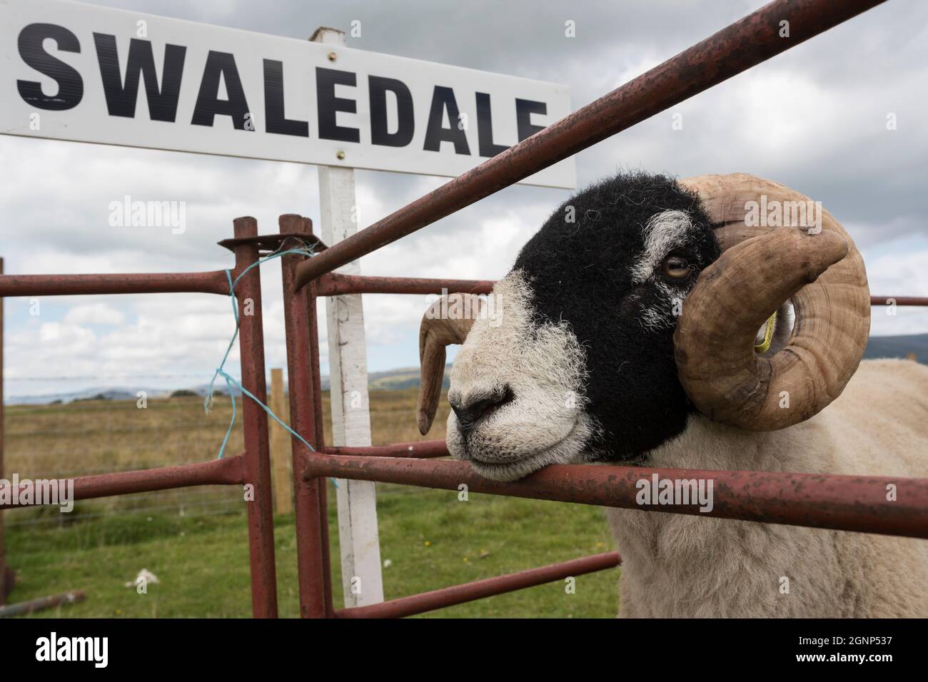 Swaledale sheep in pen, Appleby show, Appleby-in-Westmorland, Cumbria Stock Photo