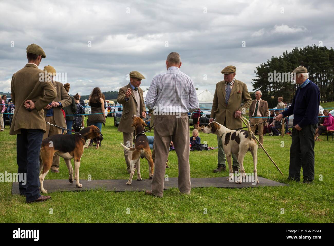 Judging fox hounds, Bellingham Show, Bellingham, Northumberland, UK Stock Photo