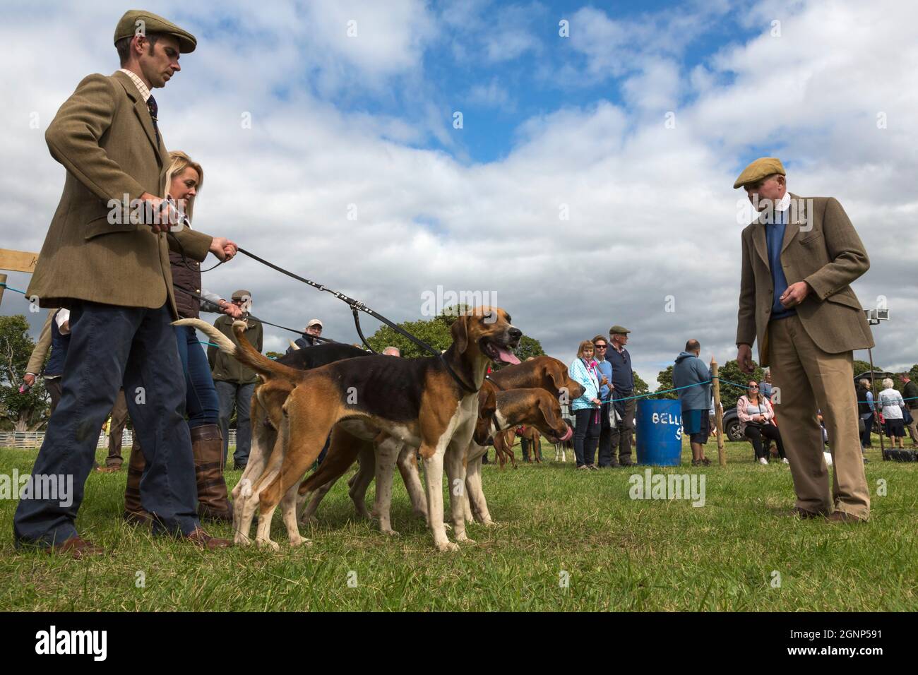 Judging fox hounds, Bellingham Show, Bellingham, Northumberland, UK Stock Photo
