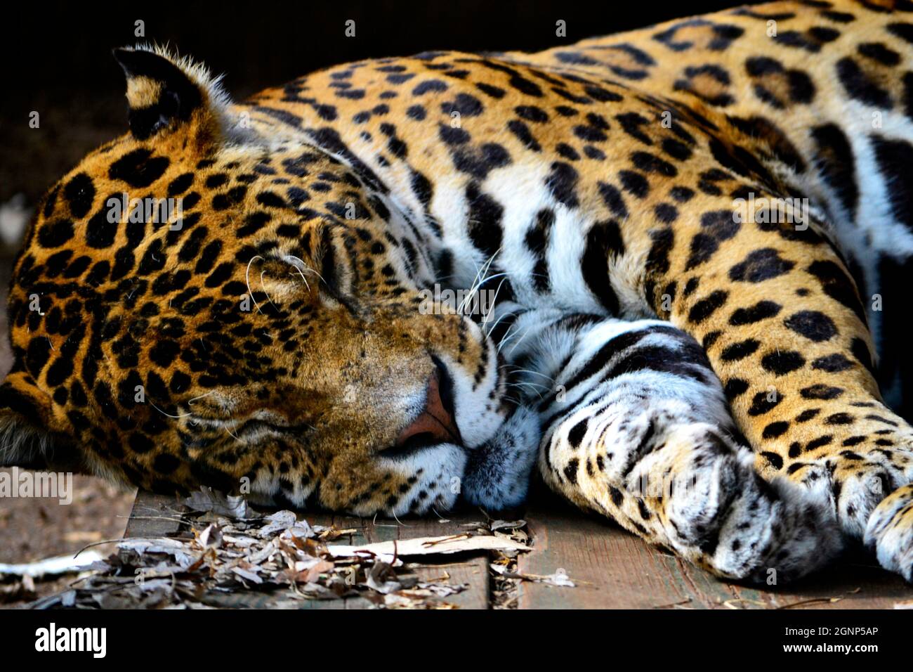 Sleeping jaguar Stock Photo