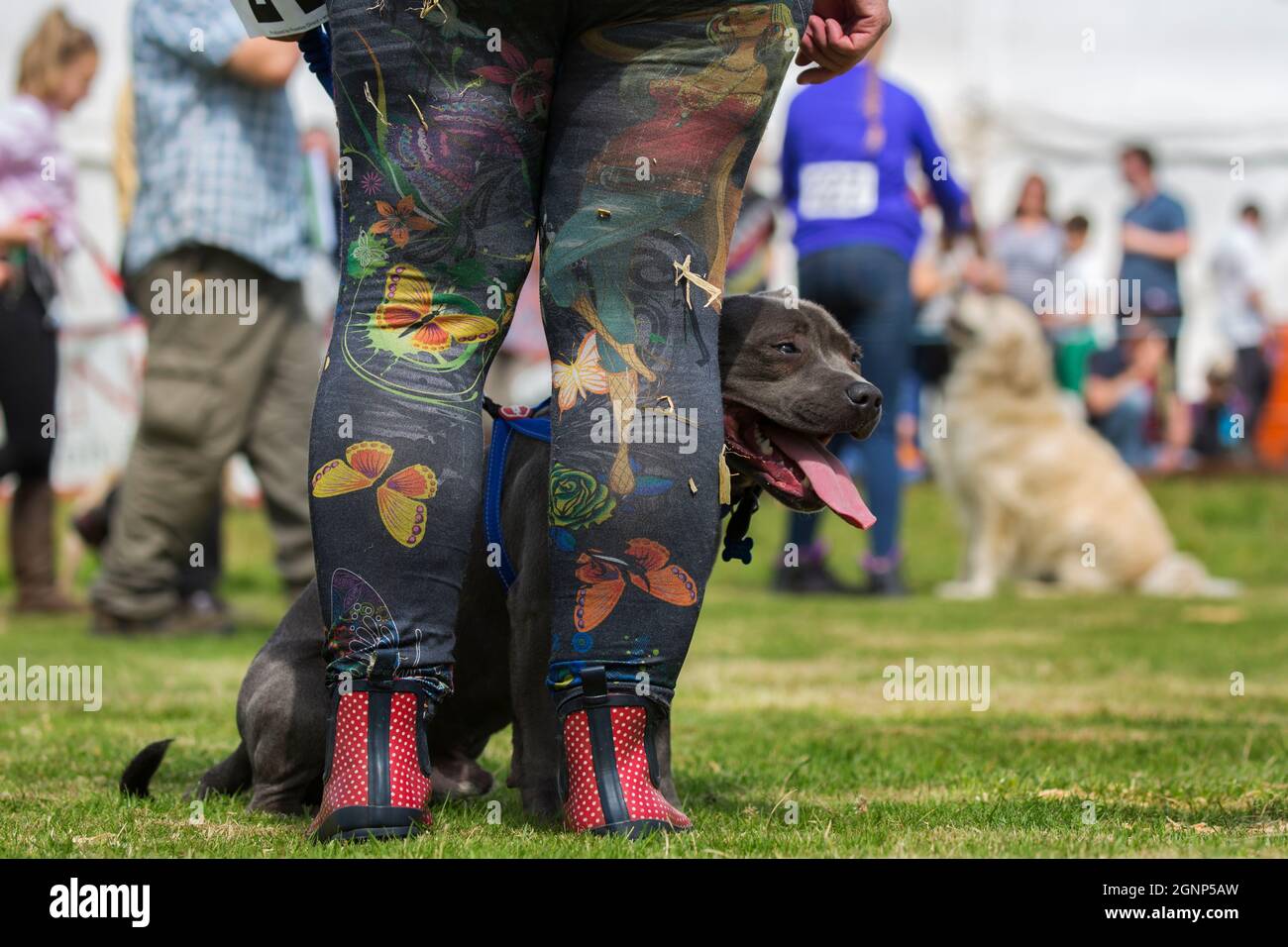 Dog show at Appleby show, Appleby-in-Westmorland, Cumbria Stock Photo