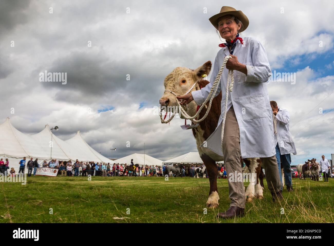 Parade of champion cattle, Appleby Show, Appleby-in-Westmorland, Cumbria Stock Photo