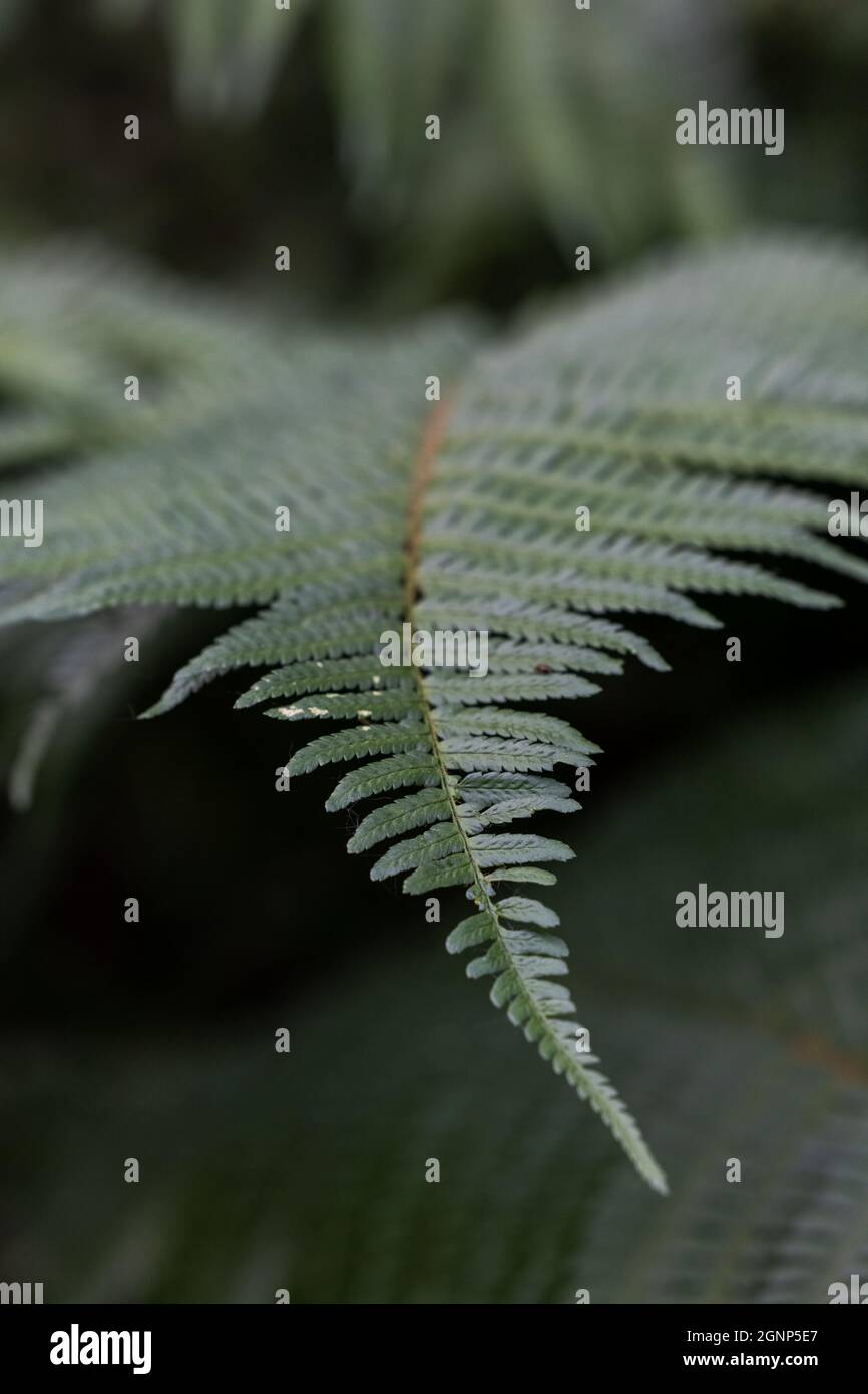 Common sword fern, Boston fern Nephrolepis exaltata LOMARIOPSIDACEAE indusium. Green Leaves Trees Hanging in forest. High quality photo Stock Photo