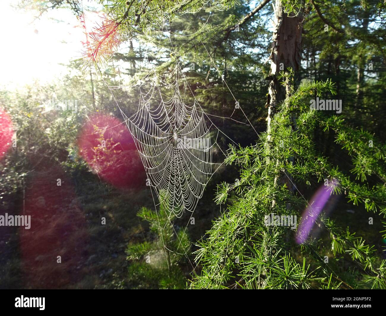 Cobweb on the branches of a coniferous tree larch. Spider web, Taiga, Siberia, Russia. Stock Photo