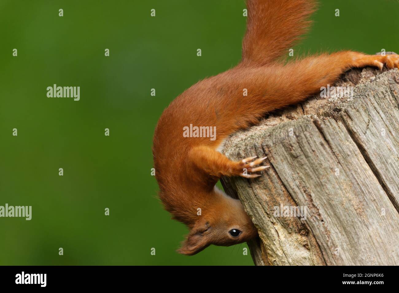 red squirrel sitting on ground Stock Photo