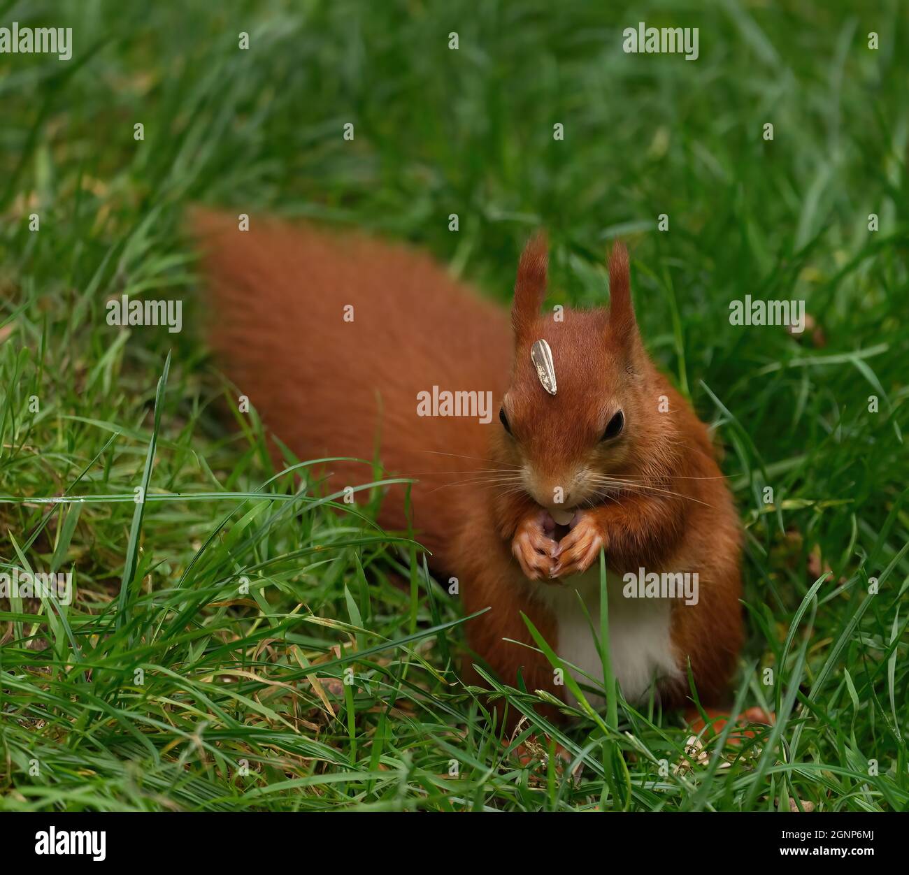 red squirrel sitting on ground Stock Photo