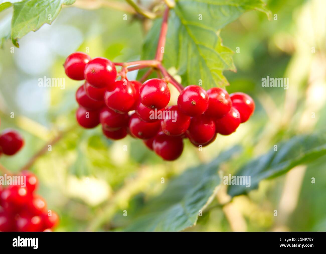 Close-up of the berries of Highbush Cranberry, also known as Guelder Rose (Viburnum opulus) on a sunny morning in early autumn Stock Photo