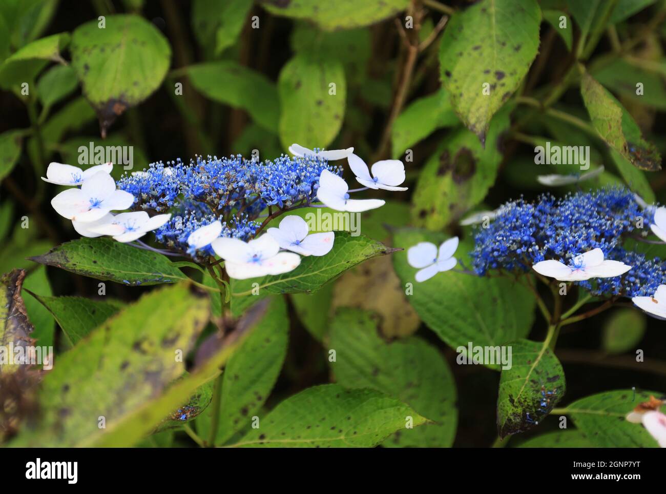 Blooming hydrangeas, Terceira island, Azores Stock Photo Alamy