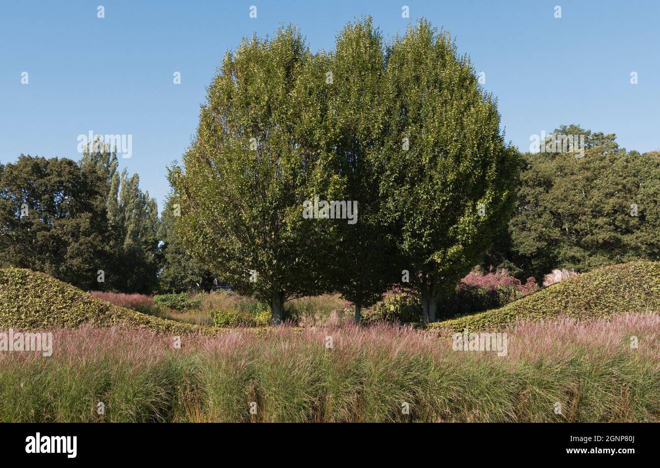 Poplar Trees in Sussex Prairies Gardens in Henfield, West Sussex, England Stock Photo