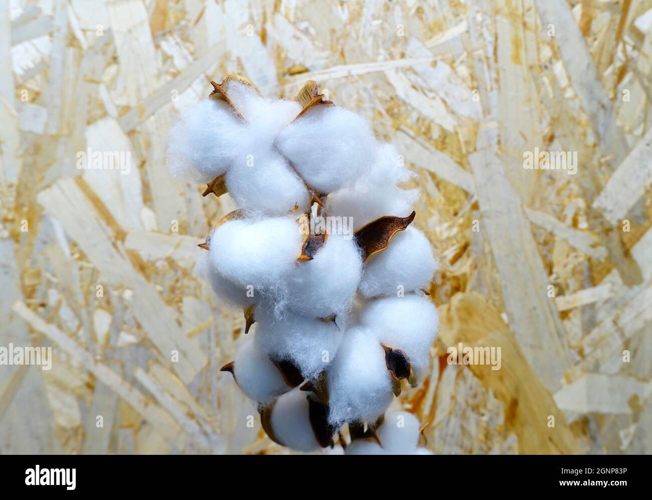 Cotton export india hi-res stock photography and images - Alamy