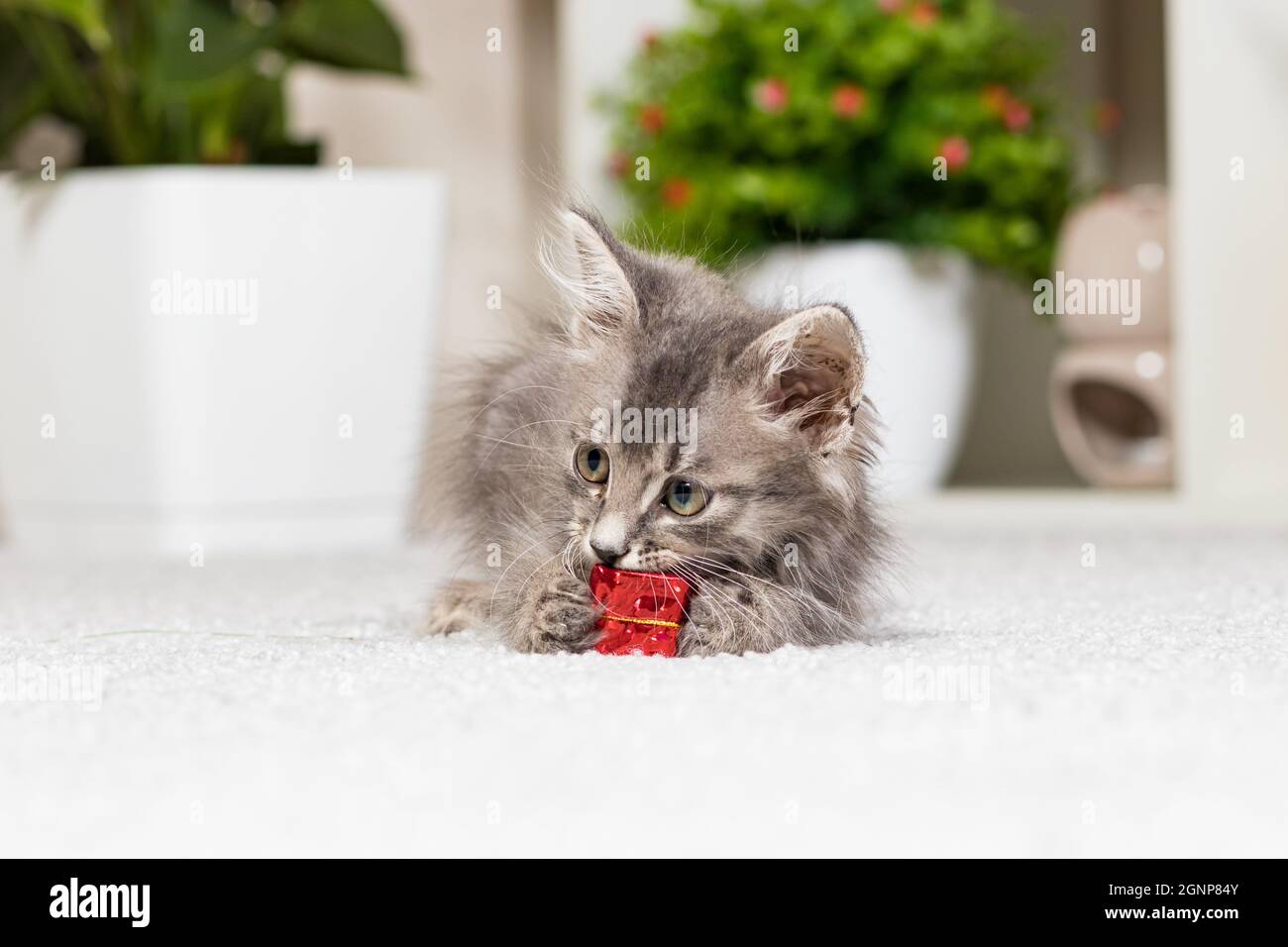A fluffy gray kitten plays with a gift box on a gray background at home. Toys and goods for animals, pet shop. Stock Photo