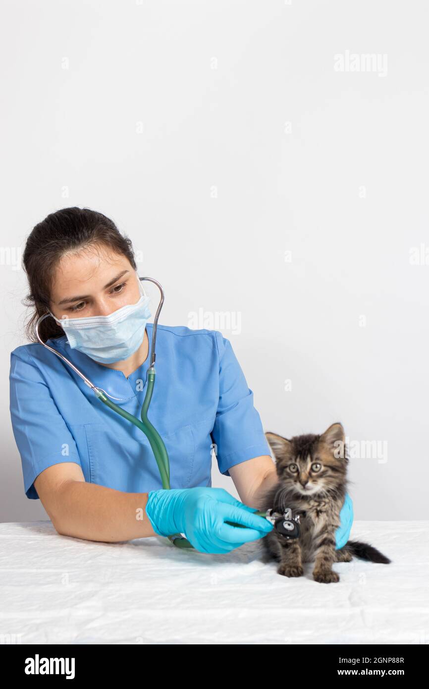 The veterinarian examines the heart and lungs of the kitten with a stethoscope. Veterinary