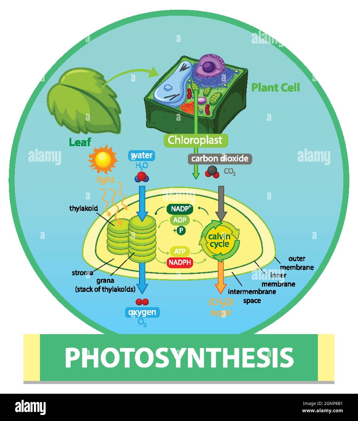 Diagram showing process of photosynthesis in plant illustration Stock ...