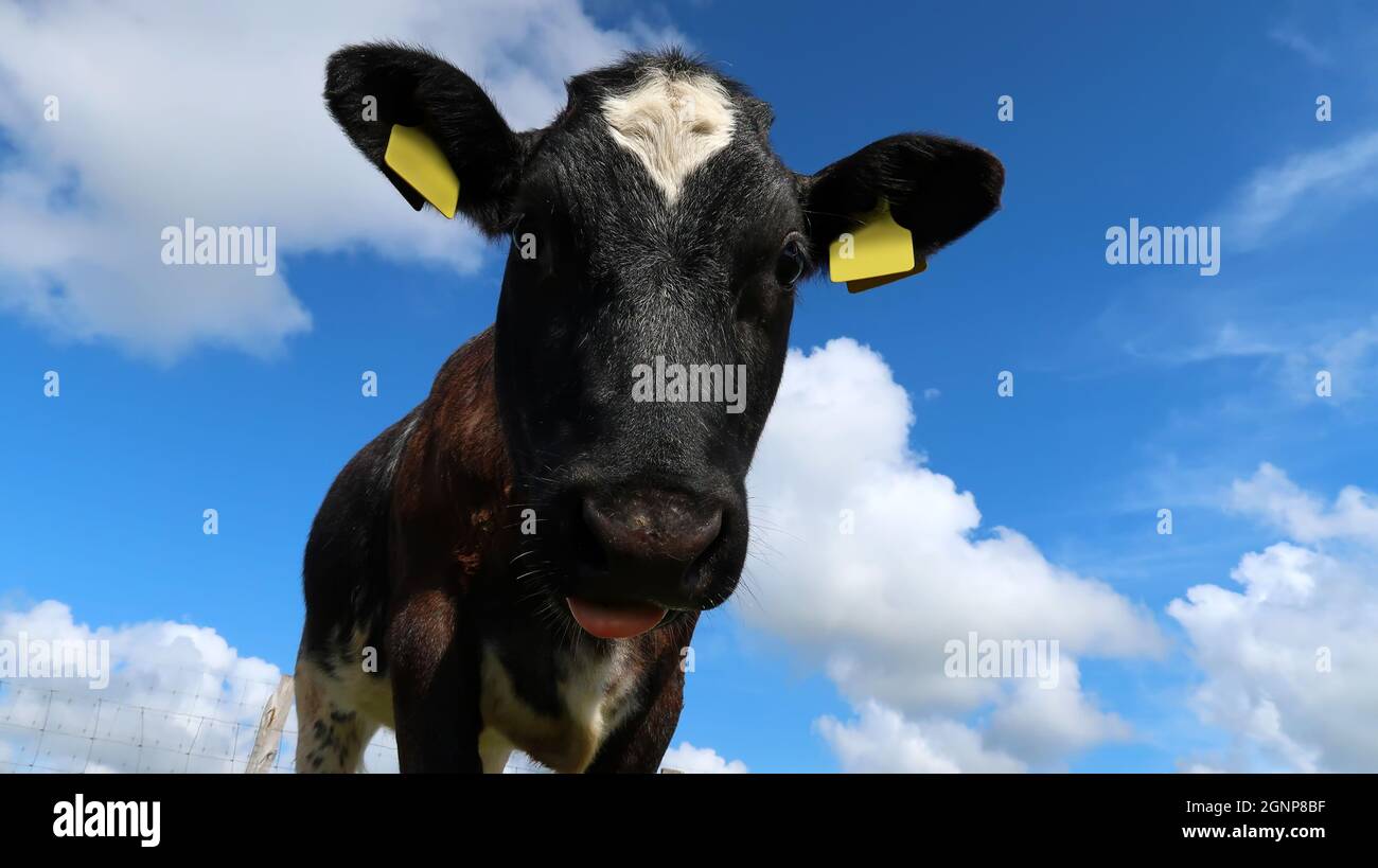 Cow portrait against the blue sky Stock Photo