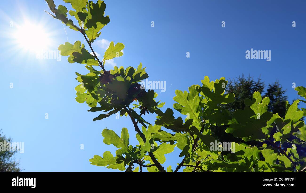 Oak leaves in backlight with blue sky Stock Photo
