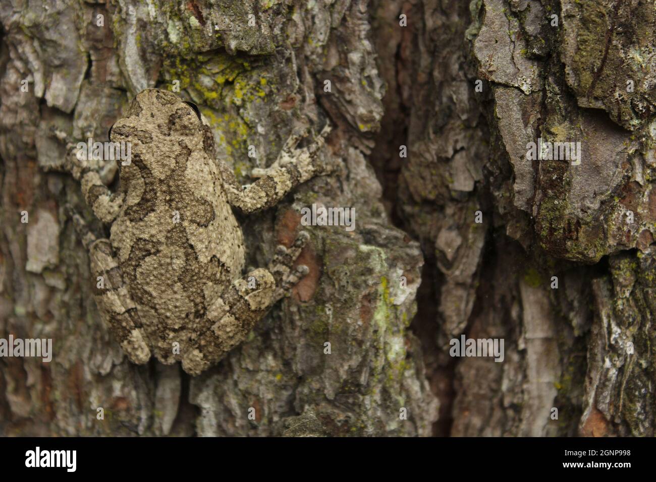 Gray Tree Frog Hyla chrysoscelis on pine tree in East Texas Stock Photo