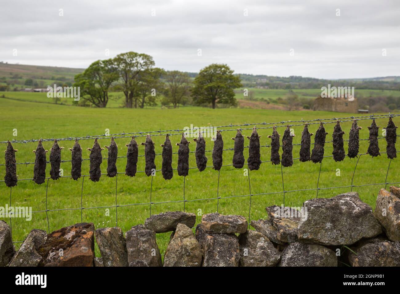 Dead moles (Talpa europea) on barbed wire, Durham, UK, Stock Photo