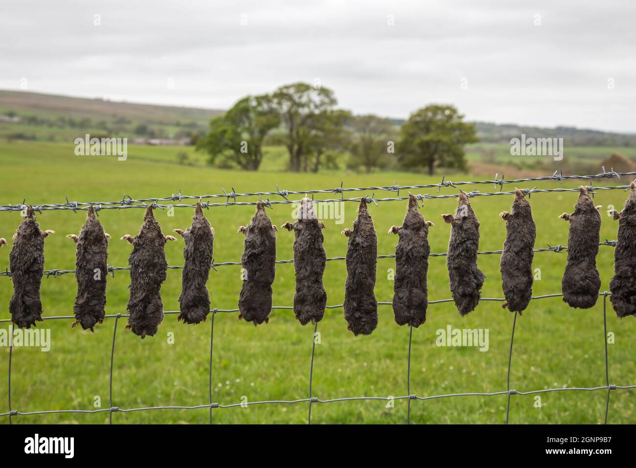 Dead moles (Talpa europea) on barbed wire, Durham, UK, Stock Photo