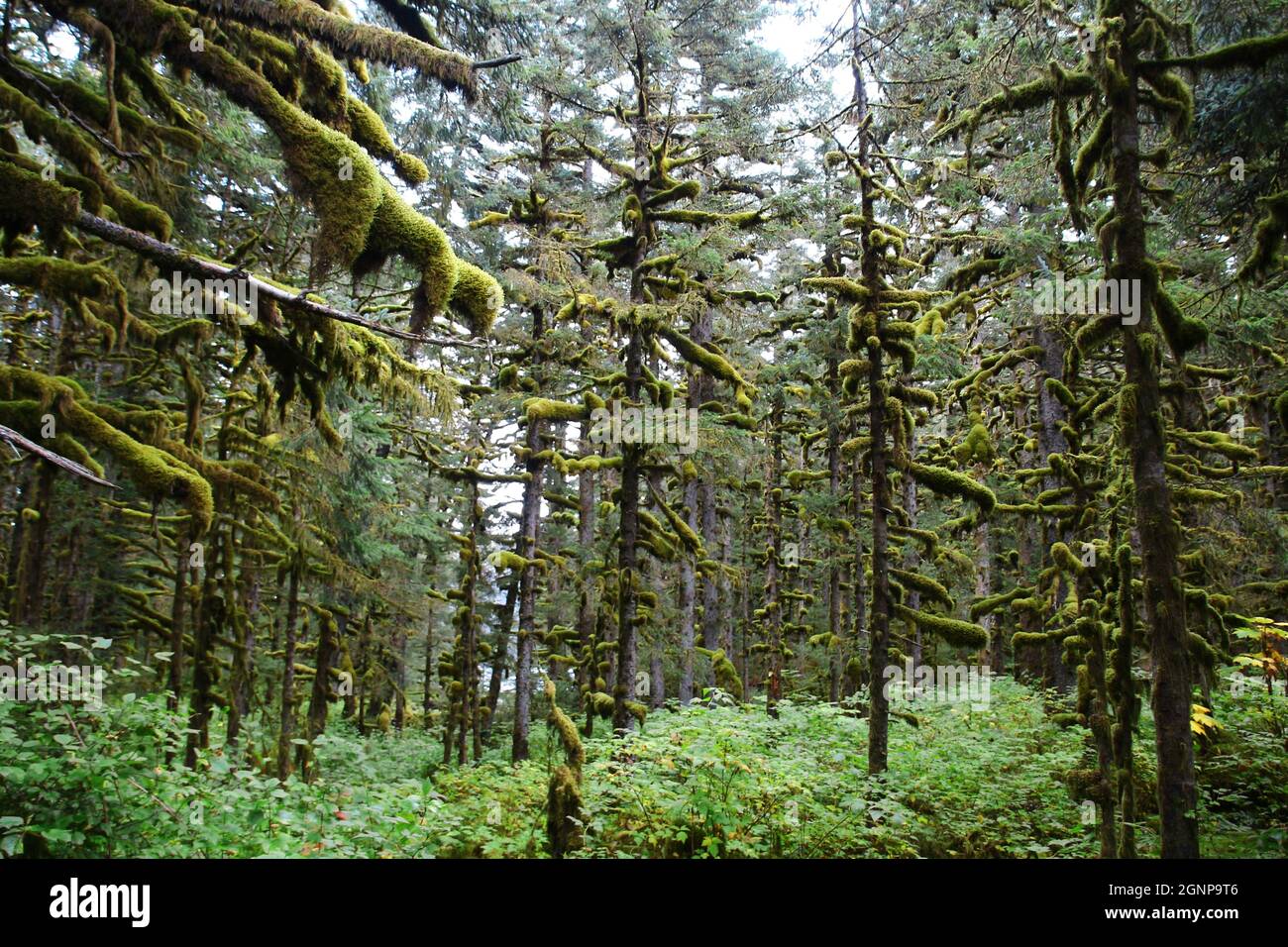 Forest on Kodiak Island, Alaska, United States Stock Photo