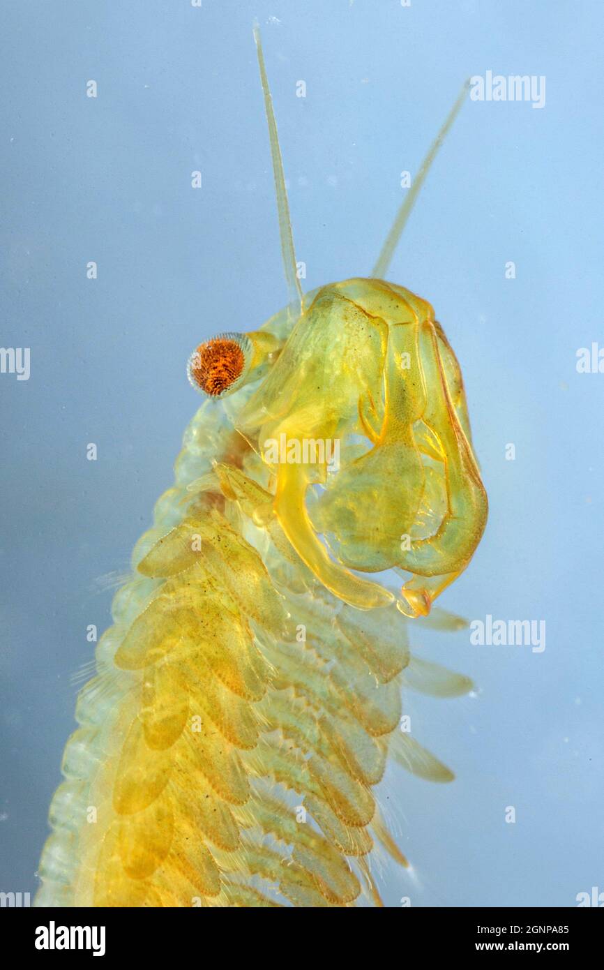 fairy shrimp (Tanymastix stagnalis), female, portrait, Germany, Bavaria Stock Photo