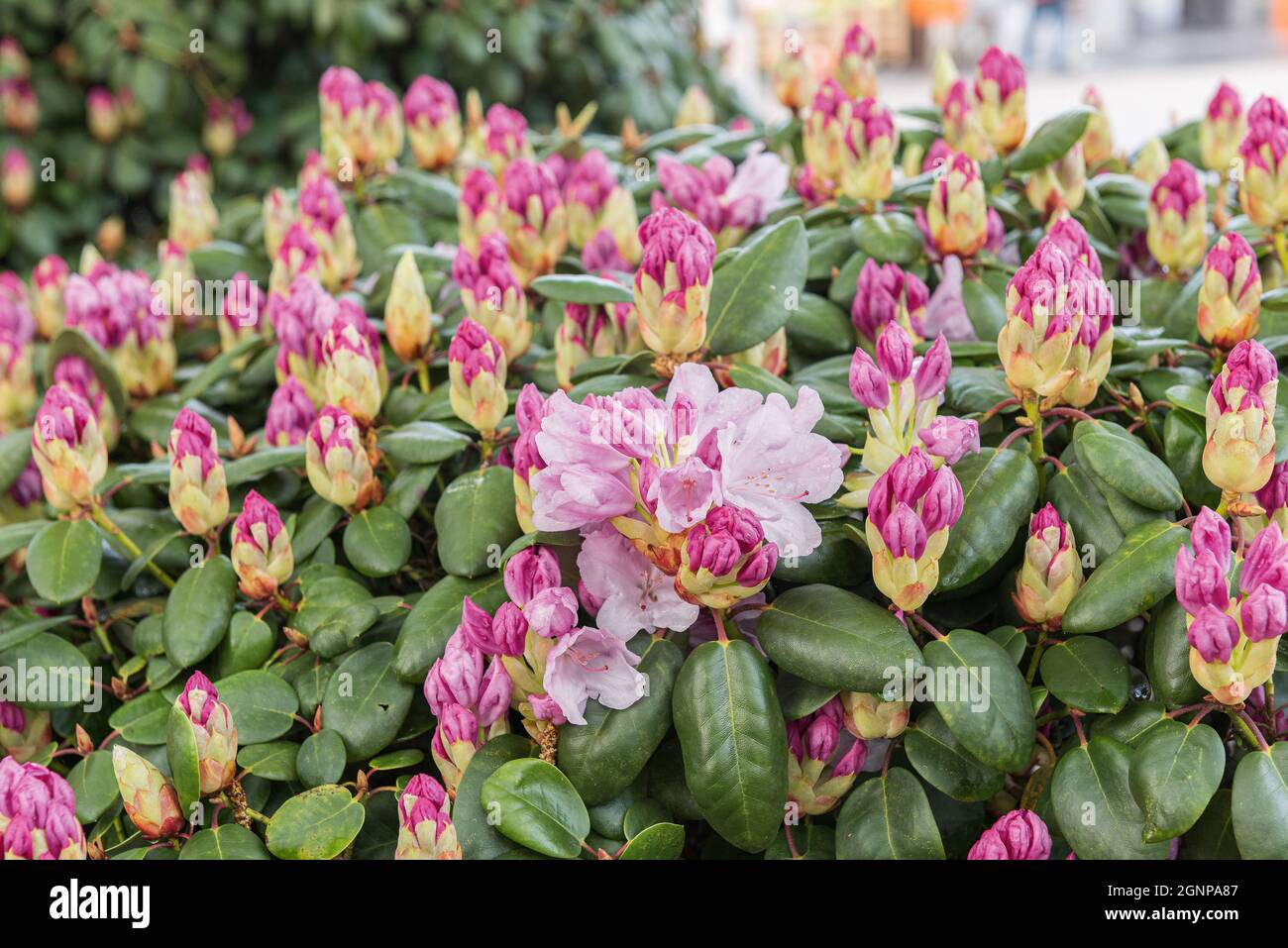 rhododendron (Rhododendron 'Vater Boehlje', Rhododendron Vater Boehlje), blooming, cultivar, cultvar Vater Boehlje Stock Photo