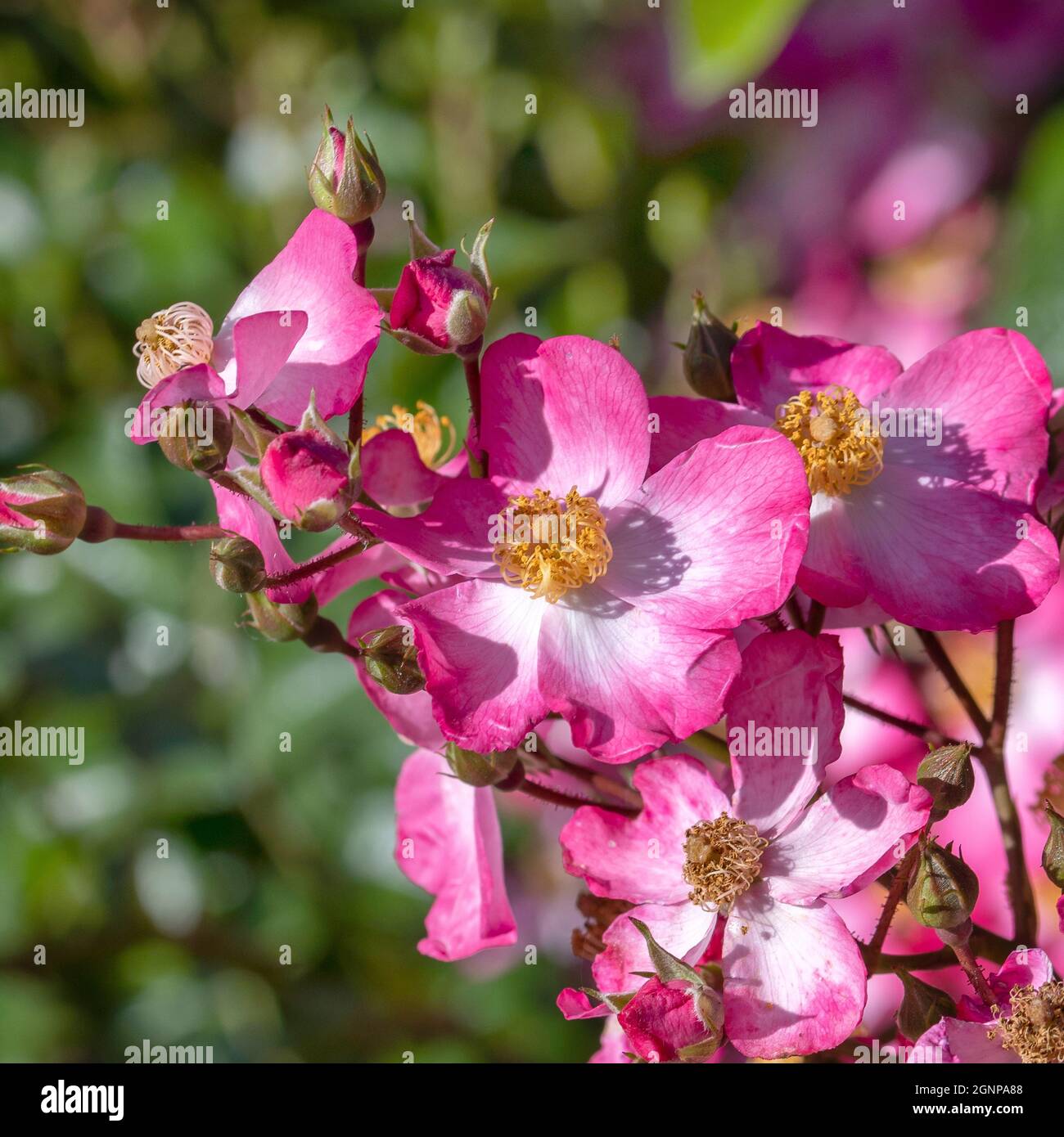 Rose Juanita (Rosa 'Juanita', Rosa Juanita), flowers of cultivar Juanita Stock Photo