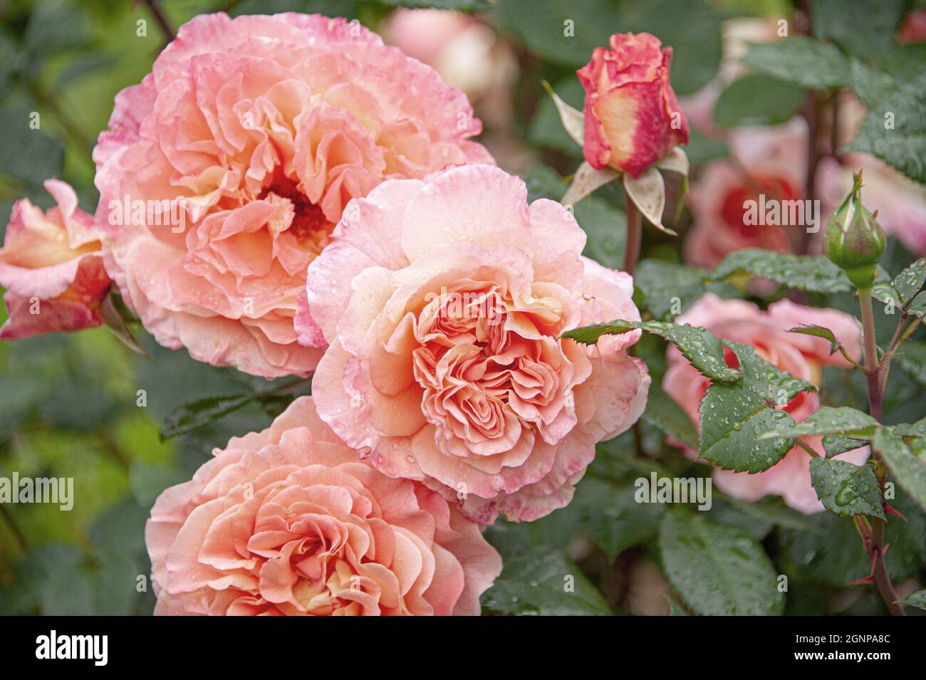 rose Augusta Luise (Rosa 'Augusta Luise', Rosa Augusta Luise), flowesr of  cultvar Augusta Luise, Germany Stock Photo - Alamy