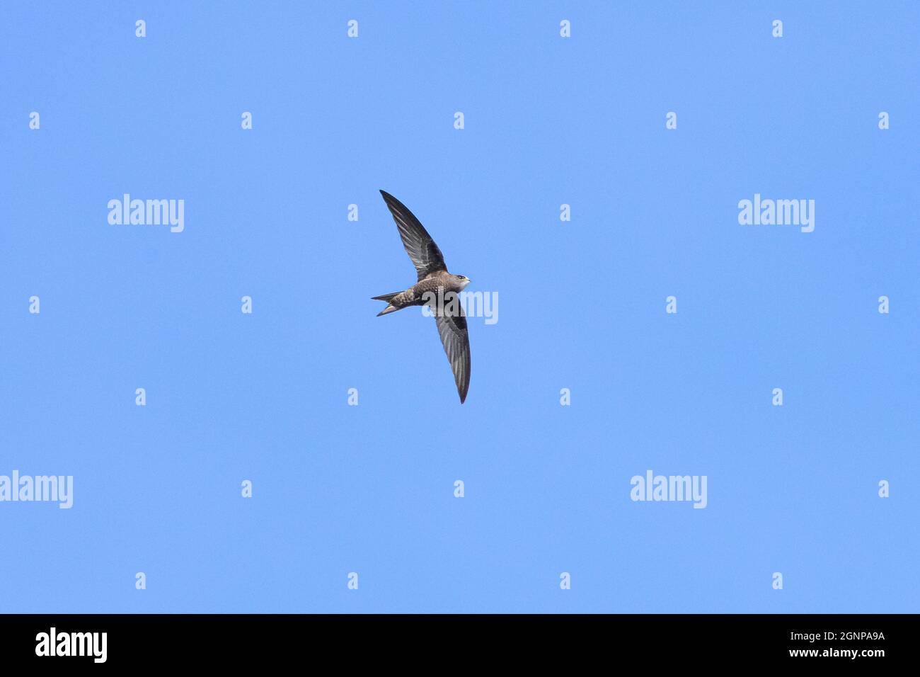 Eurasian swift (Apus apus), foraging in flight, Germany, Bavaria Stock Photo