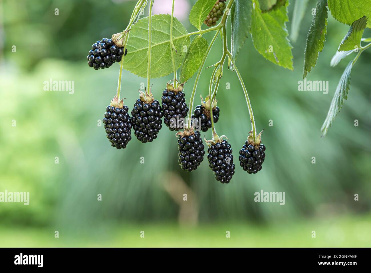 blackberry Baby Cakes (Rubus fruticosus 'Baby Cakes', Rubus fruticosus Baby Cakes), blackberries on a branch, cultivar Baby Cakes Stock Photo