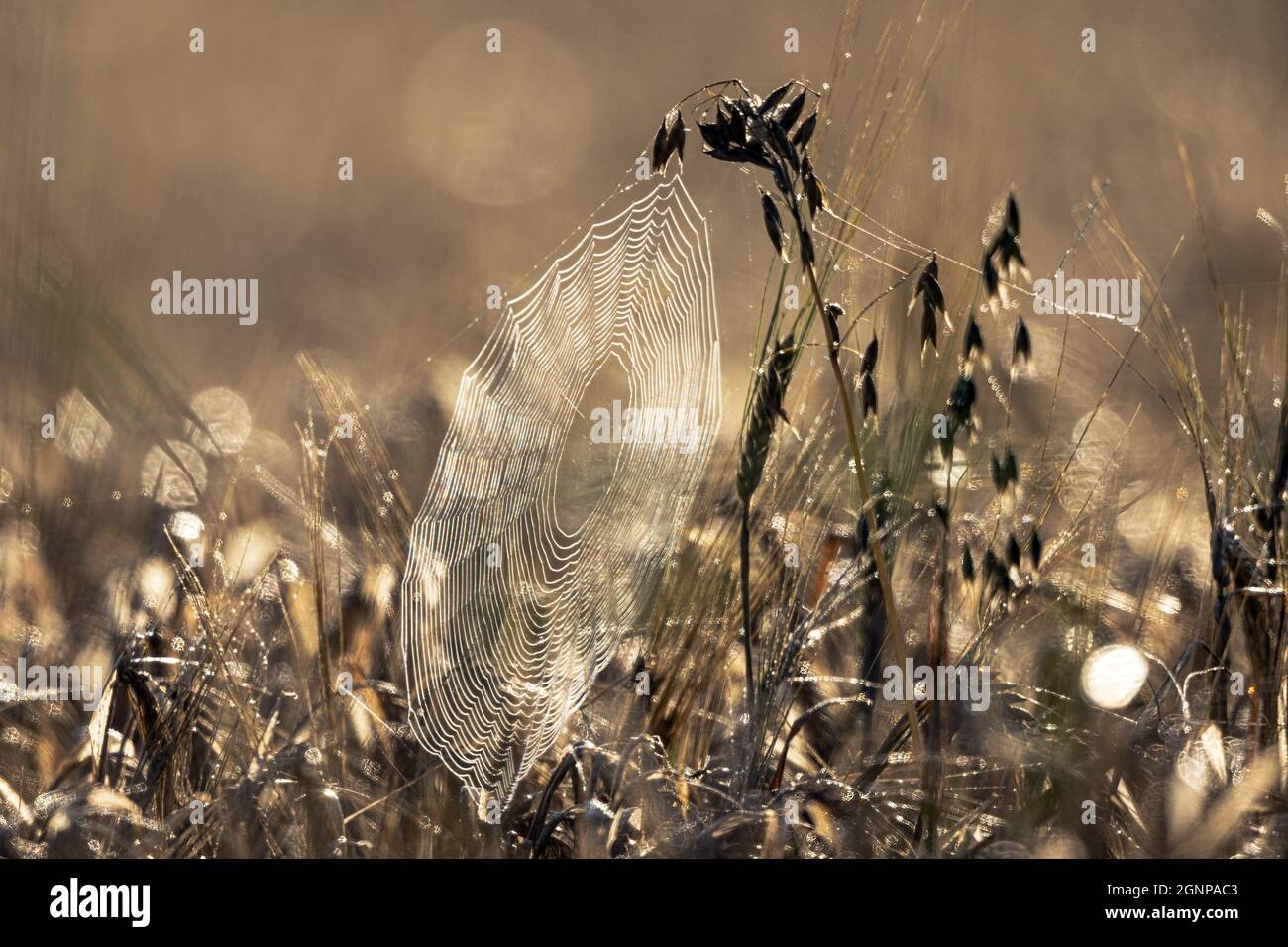 typical orbweavers (Araneinae), spiderweb with morning dew in an oatfield in backlight, Germany, Bavaria Stock Photo