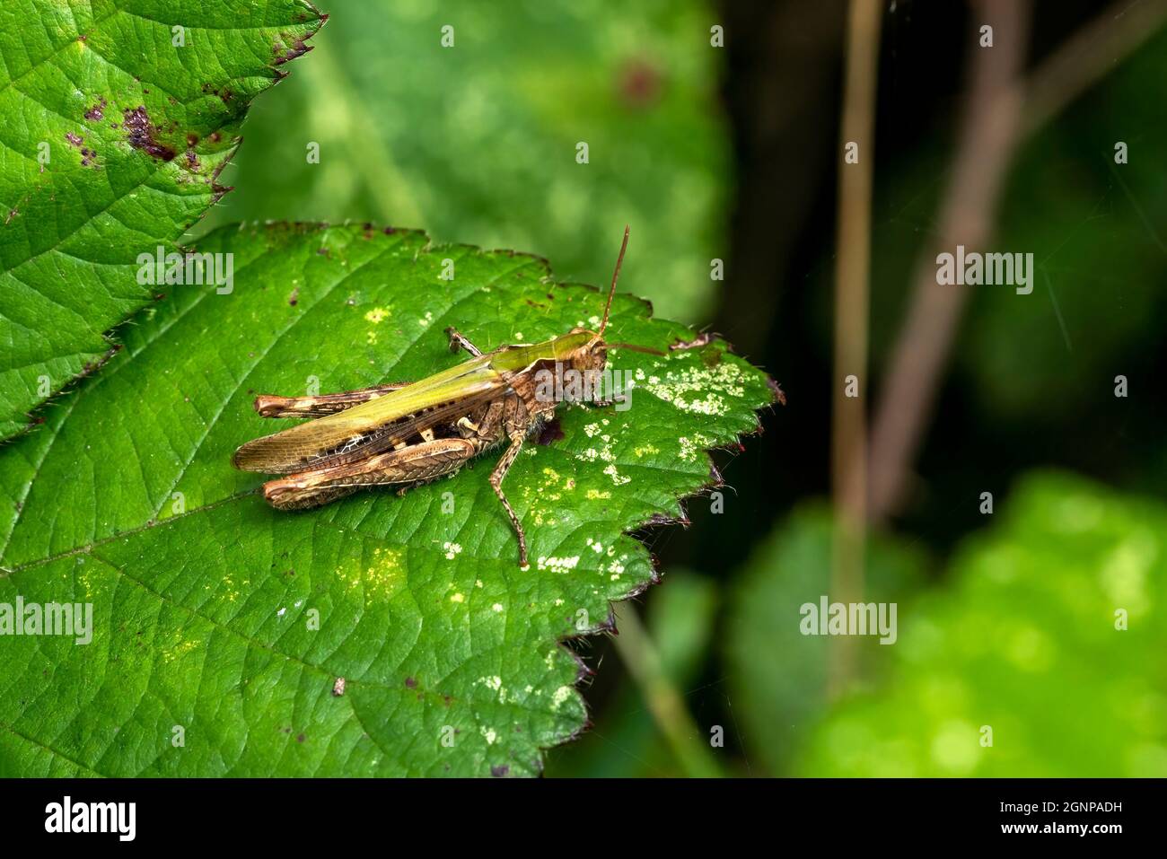 Common field grasshopper (Chorthippus brunneus) a common green brown insect species found in fields meadows hedges and gardens, stock photo image Stock Photo