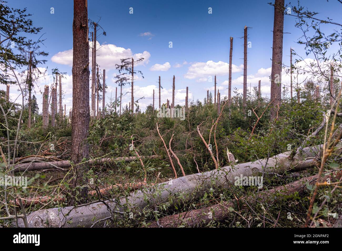 destroyed forest after heavy windstorm, Germany, Bavaria, Obing Stock Photo
