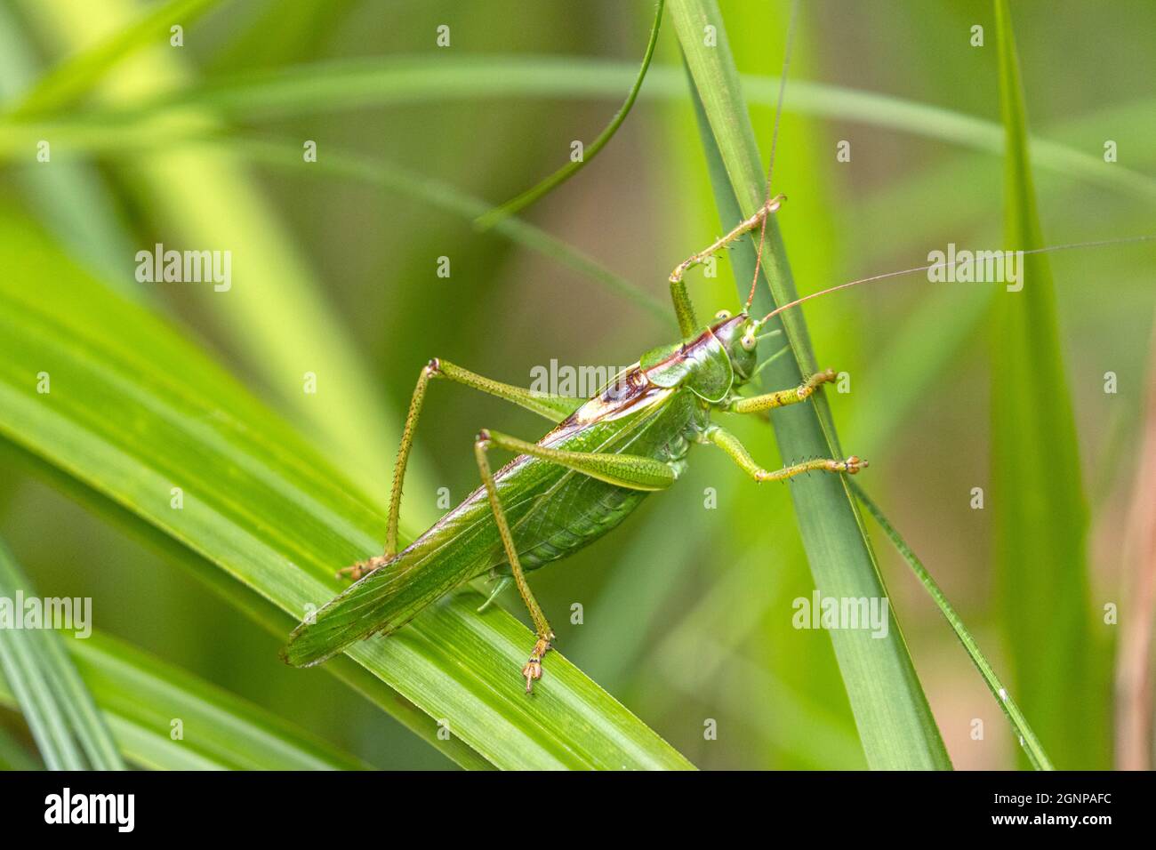 Great Green Bush-Cricket, Green Bush-Cricket (Tettigonia viridissima), male, Germany, Bavaria Stock Photo