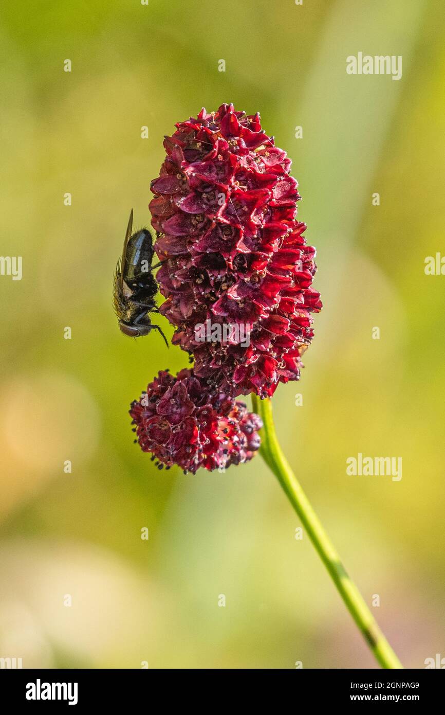Great burnet (Sanguisorba officinalis, Sanguisorba major), Inflorescence with fly, Germany, Bavaria, Erdinger Moos Stock Photo