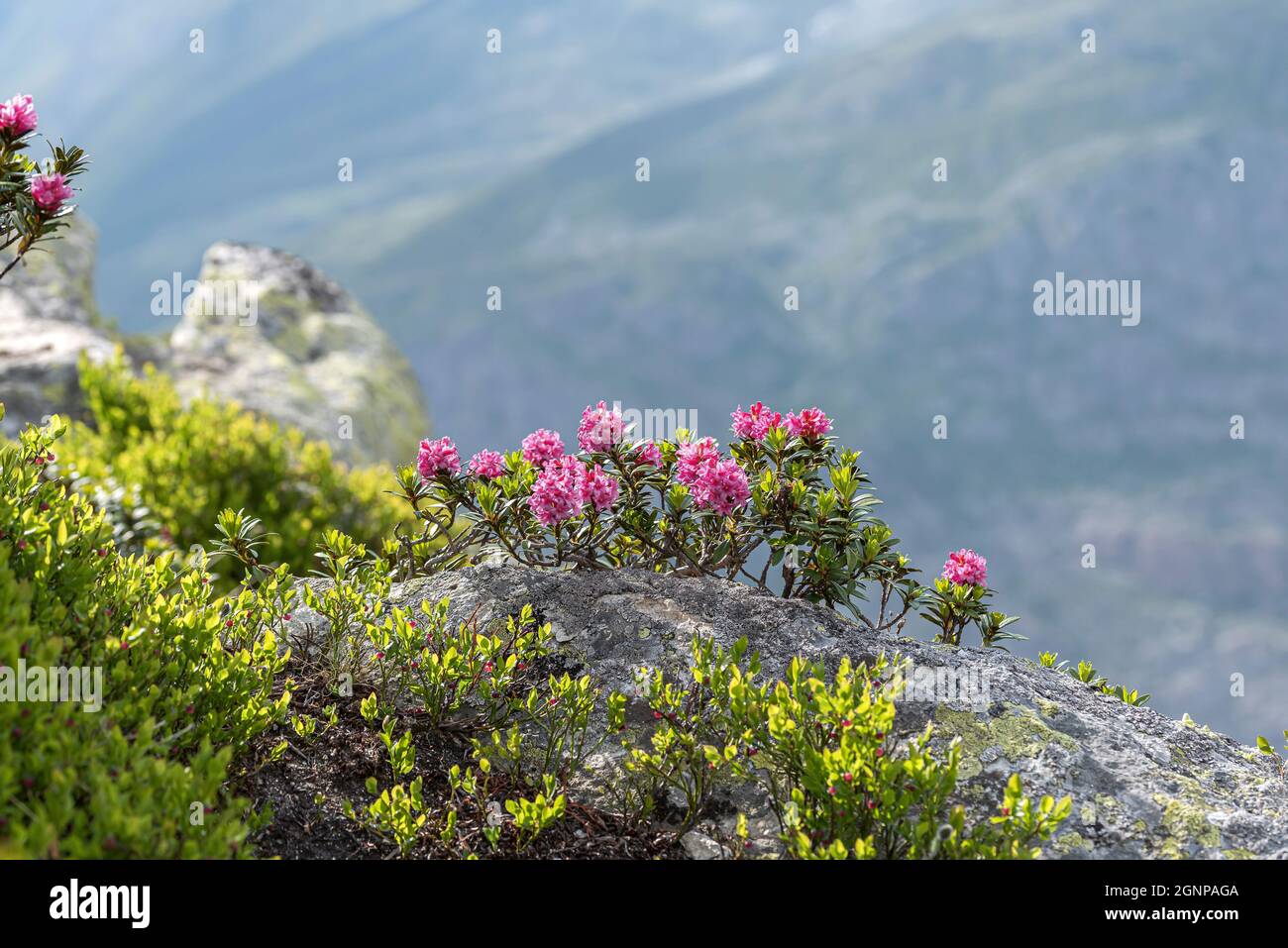 Rust-leaved alpine rose, snow-rose, snowrose, Rusty-leaved alpenrose, Rusty-leaved alprose (Rhododendron ferrugineum), blooming on a slope, Stock Photo